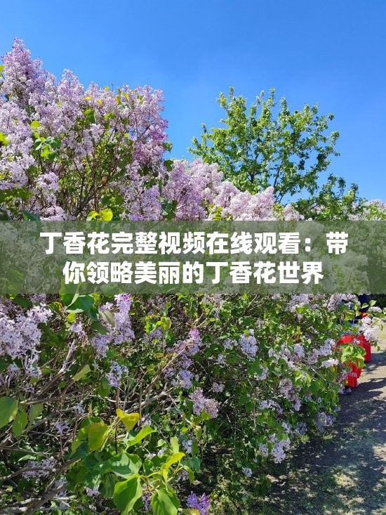 丁香花完整视频在线观看:带你领略美丽的丁香花世界 丁香花完整视频在线观看:带你领略美丽的丁香花世界
