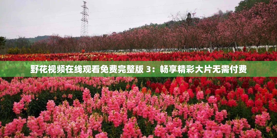 野花视频在线观看免费完整版 3:畅享精彩大片无需付费 野花视频在线观看免费完整版 3:畅享精彩大片无需付费