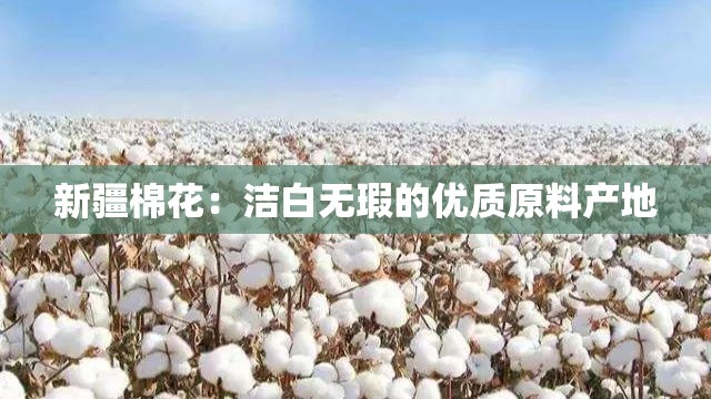 新疆棉花:洁白无瑕的优质原料产地 新疆棉花:洁白无瑕的优质原料产地