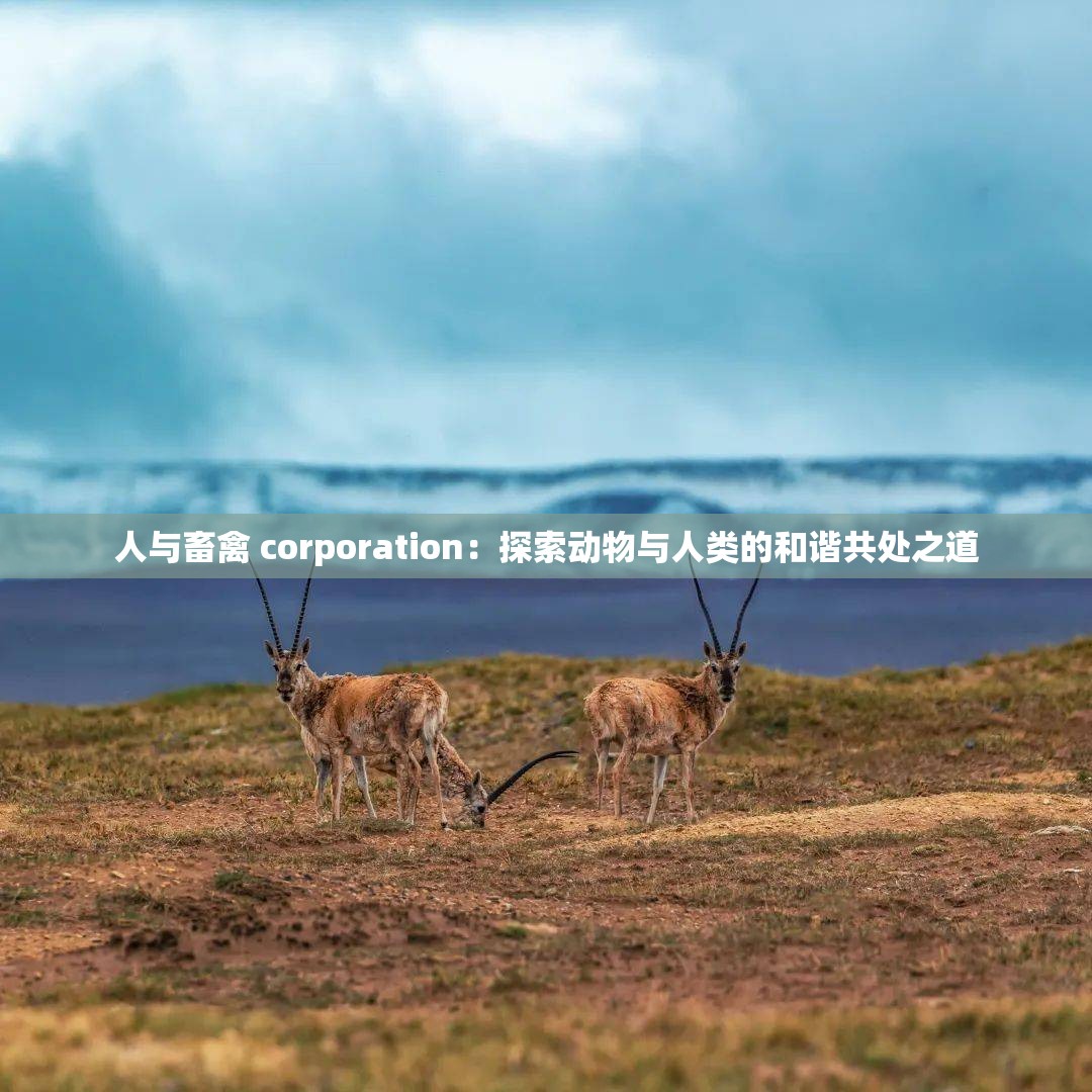 人与畜禽 corporation:探索动物与人类的和谐共处之道 人与畜禽 corporation:探索动物与人类的和谐共处之道
