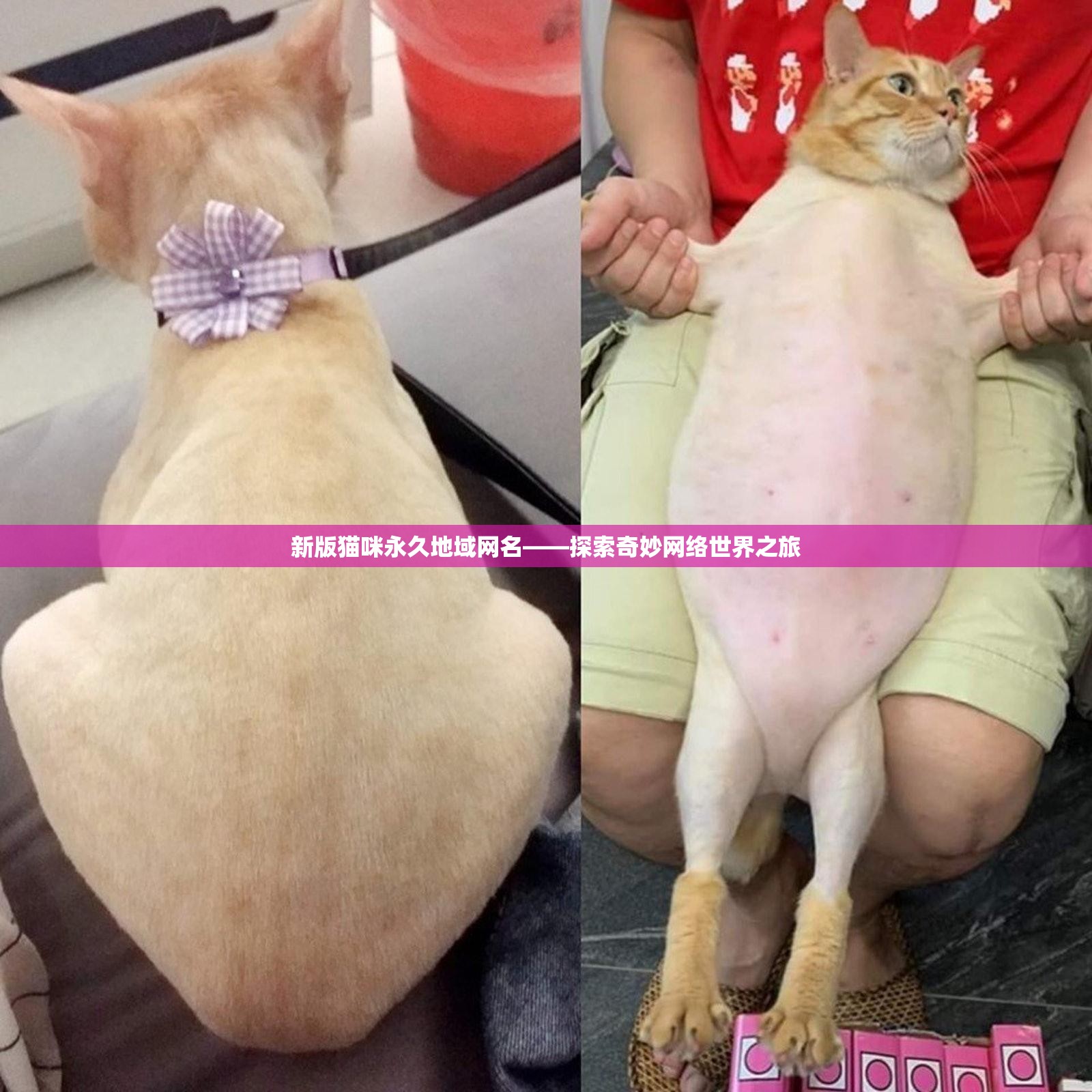 新版猫咪永久地域网名——探索奇妙网络世界之旅 新版猫咪永久地域网名——探索奇妙网络世界之旅
