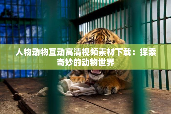 人物动物互动高清视频素材下载:探索奇妙的动物世界 人物动物互动高清视频素材下载:探索奇妙的动物世界