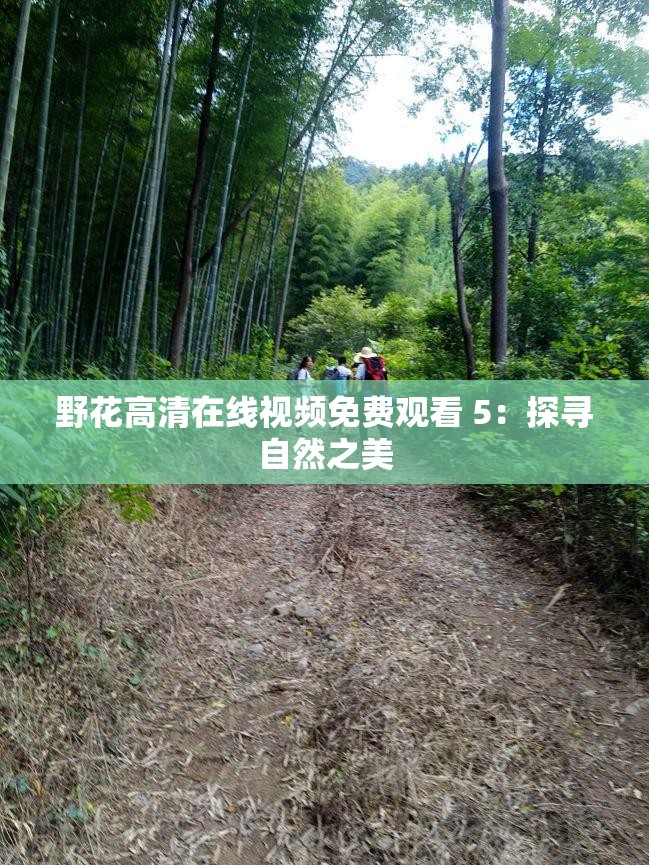 野花高清在线视频免费观看 5:探寻自然之美 野花高清在线视频免费观看 5:探寻自然之美