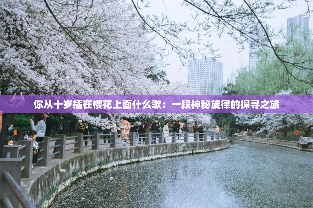 你从十岁插在樱花上面什么歌:一段神秘旋律的探寻之旅 你从十岁插在樱花上面什么歌:一段神秘旋律的探寻之旅