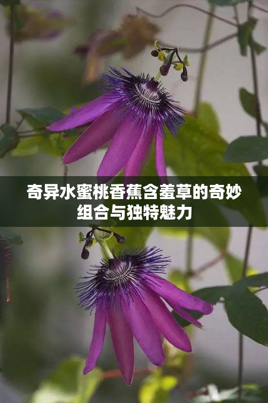 奇异水蜜桃香蕉含羞草的奇妙组合与独特魅力 奇异水蜜桃香蕉含羞草的奇妙组合与独特魅力
