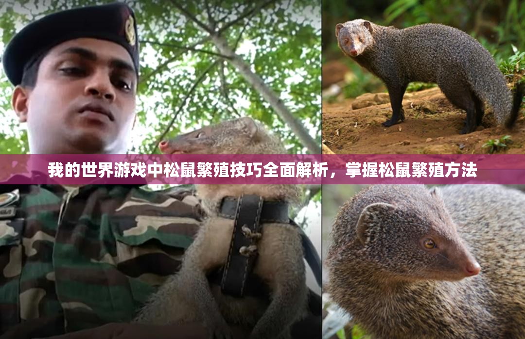 我的世界游戏中松鼠繁殖技巧全面解析,掌握松鼠繁殖方法 我的世界游戏中松鼠繁殖技巧全面解析,掌握松鼠繁殖方法