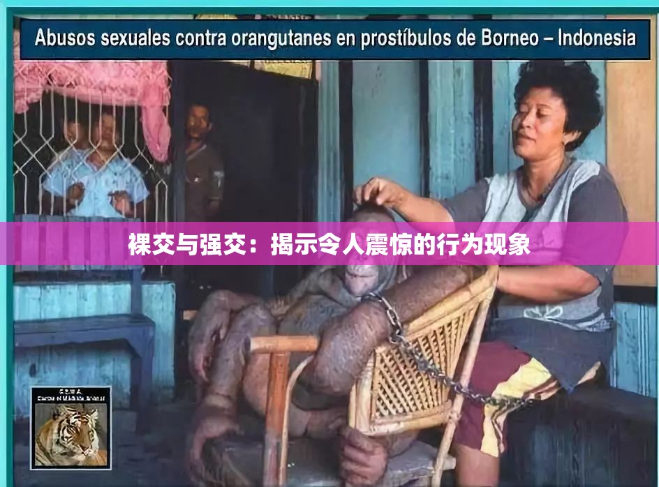 裸交与强交：揭示令人震惊的行为现象