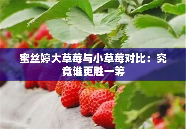 蜜丝婷大草莓与小草莓对比：究竟谁更胜一筹